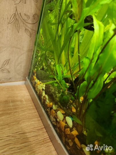 Аквариумные рыбки