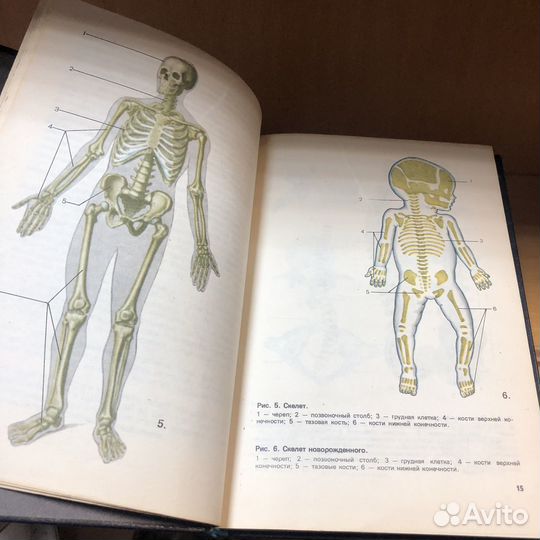 Атлас нормальной анатомии человека. 1984 год