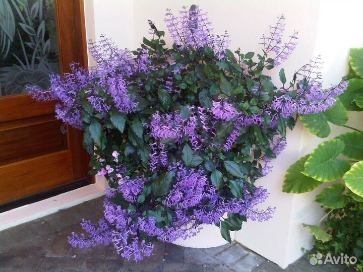 Комнатная сирень (плектрантус мона лавендер)