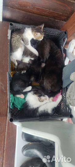 Котята в добрые руки
