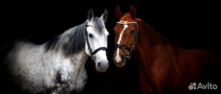 Конные прогулки/обучение верховой езде