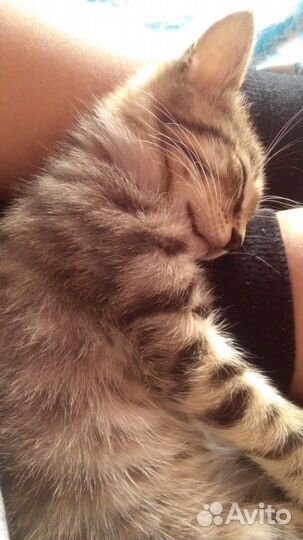 Отдам бесплатно в хорошие руки