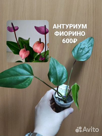 Антуриум fiorino