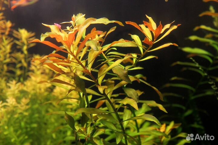 Аквариумные растения 4 вида