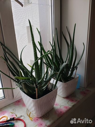 Алоэ вера цветы