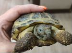 Черепаха сухопутная с террариумом