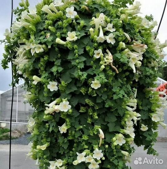 Лофос (лиана) малиновый и белый