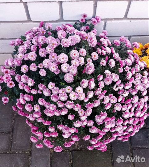 Хризантемы мультифлора