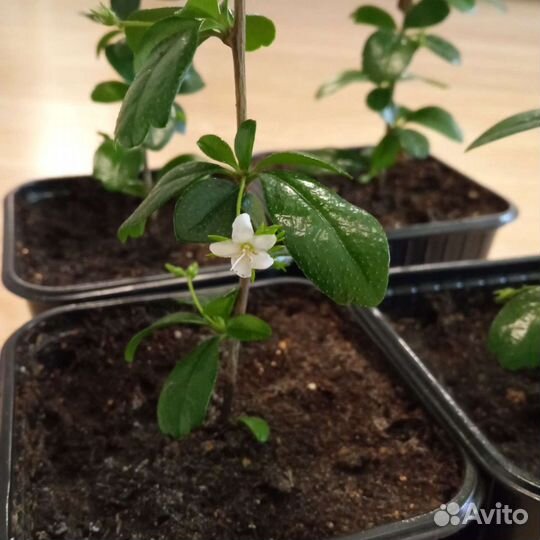 Кармона мелколистная