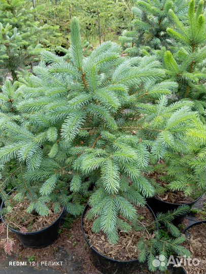 Кедр, лиственница, туя, пихта