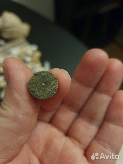 Окаменелости, ракушки