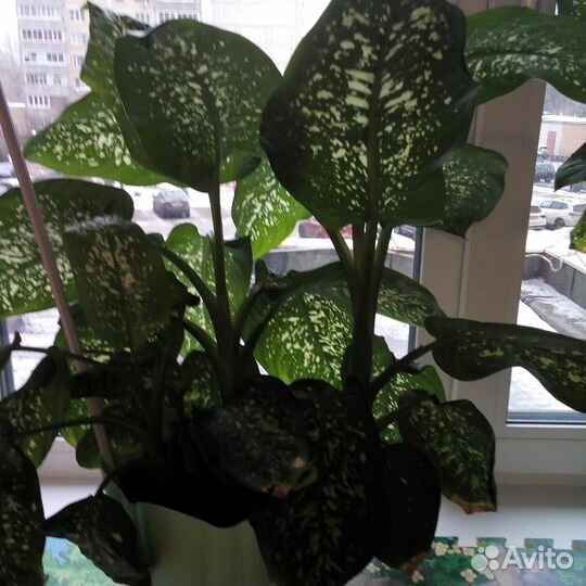 Диффенбахия