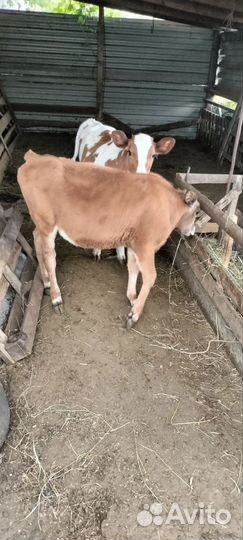 Тёлочки 6 месяцев