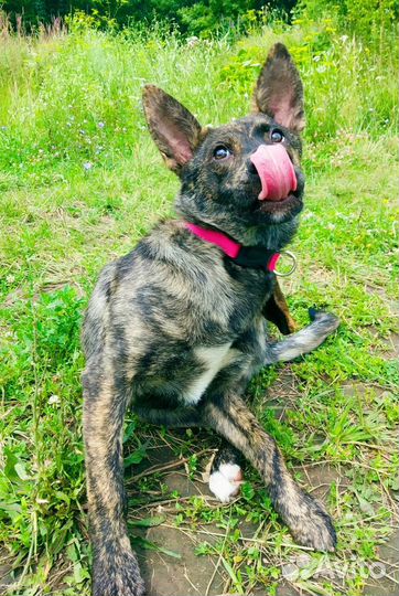 Щенок в добрые руки маленькой собаки