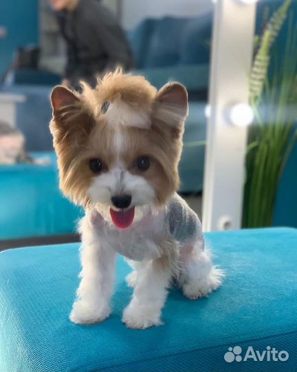 Груминг(стрижка собак и котов)