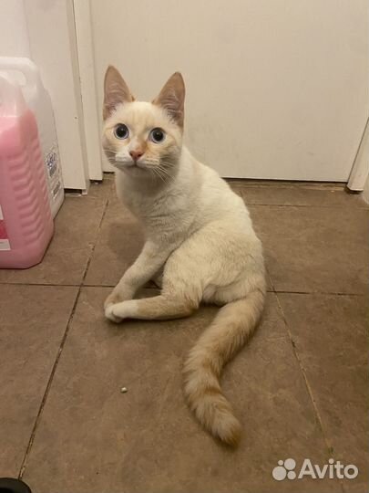 Котик ищет дом