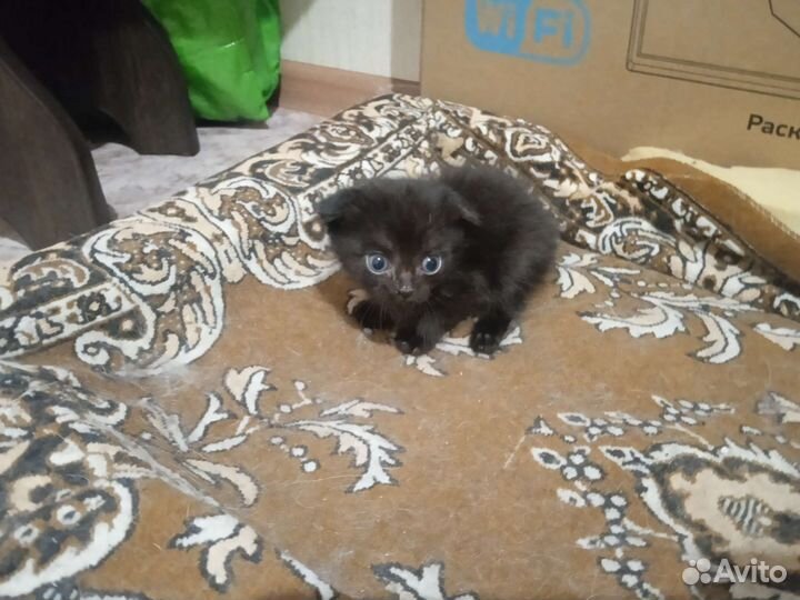 Котята метисы