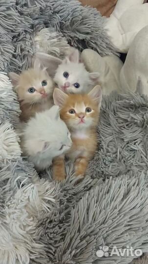 Котята