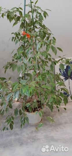 Шефлера и Фикус бенджамина