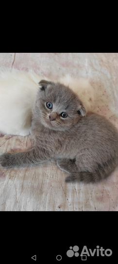 Шотландская