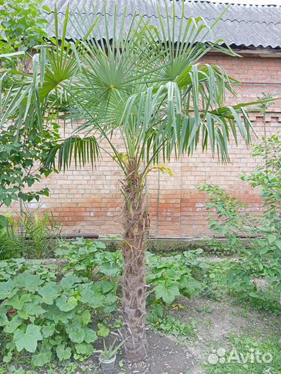 Пальма трахикарпус