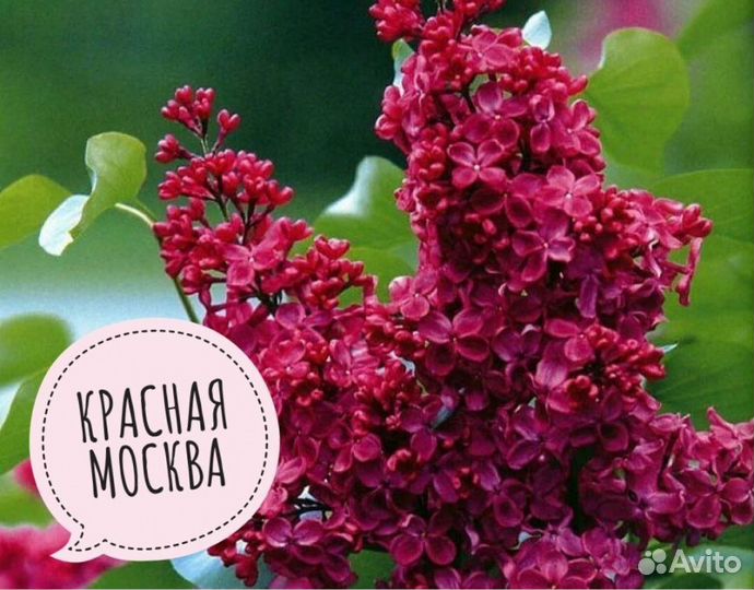 Сирень сортовая