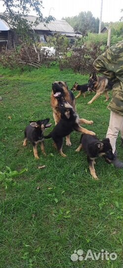 Щенки немецкой овчарки