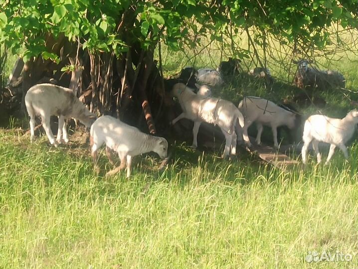 Ягнята: дорпер и катумские