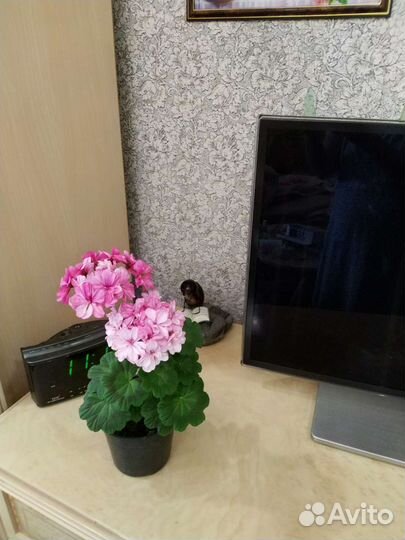 Пеларгония/герань сортовая Occold Lagoon