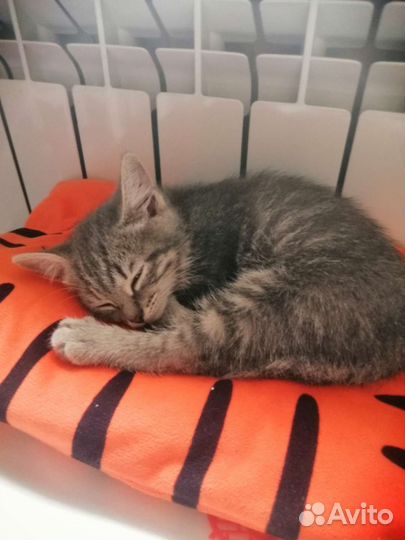 Котенок (кошечка)