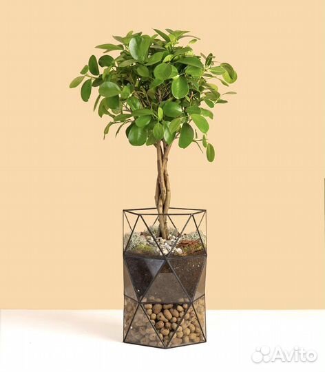 Фикус бенджамина, в кашпо