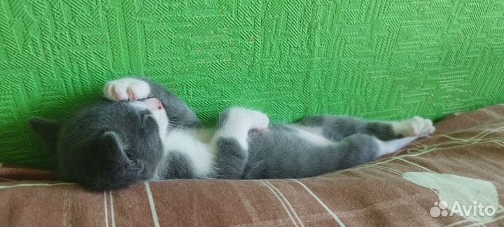 Котёнок Томас