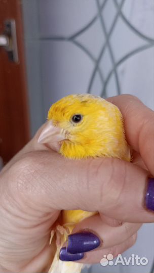 Птичка кенар