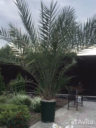 Пальма финиковая