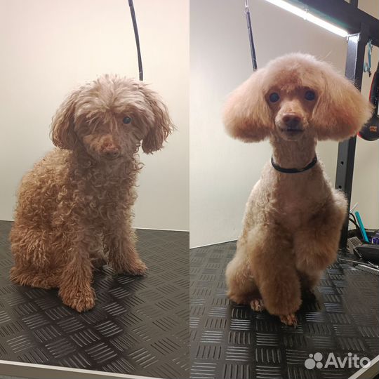 Грумер стрижка собак