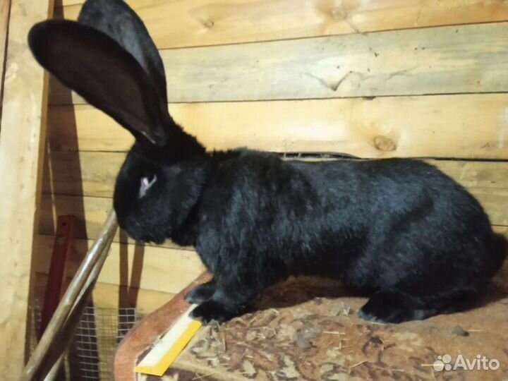 Кролики ризен