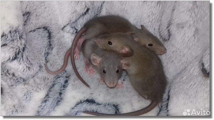 Крысята Дамбо. Крысы насыщенный шоколад и серебрис