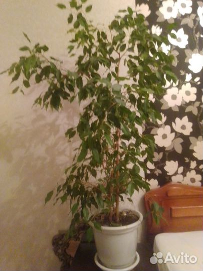 Фикус бенджамина