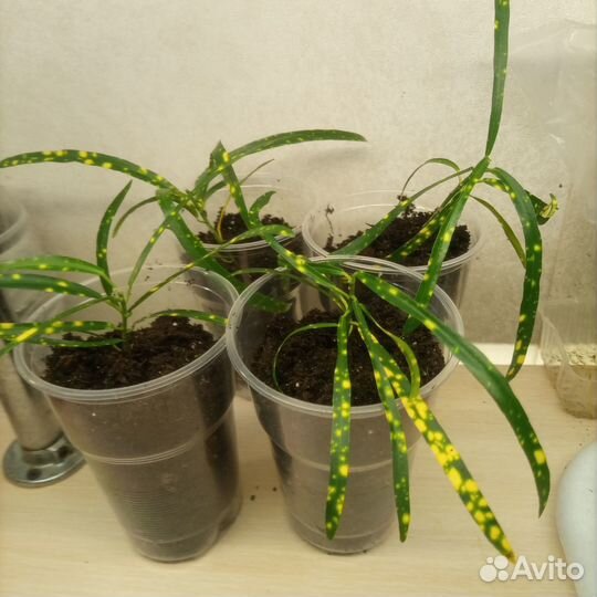 Фикусы,кротон,аглаонема