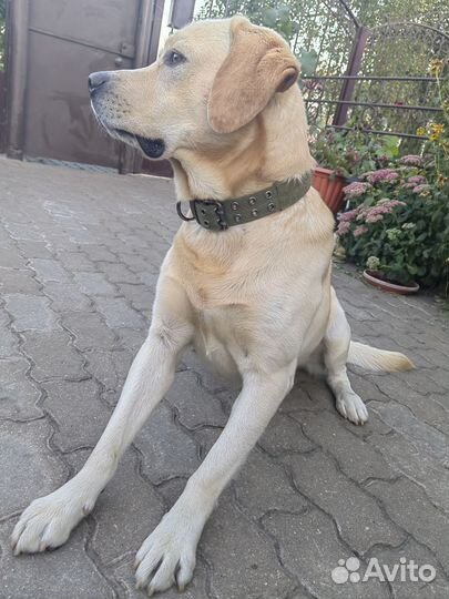 Кобель лабрадора вязка