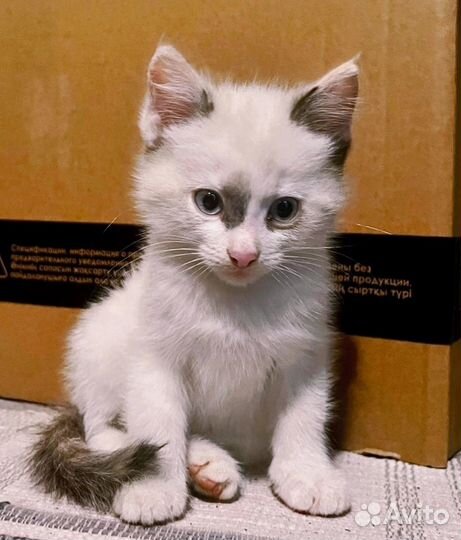 Котята в добрые руки бесплатно