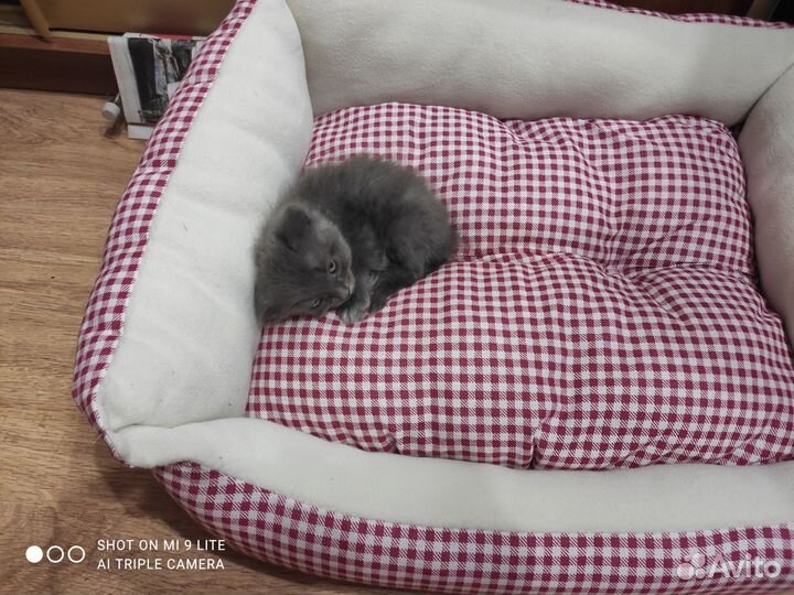 Котенок (Мальчик)