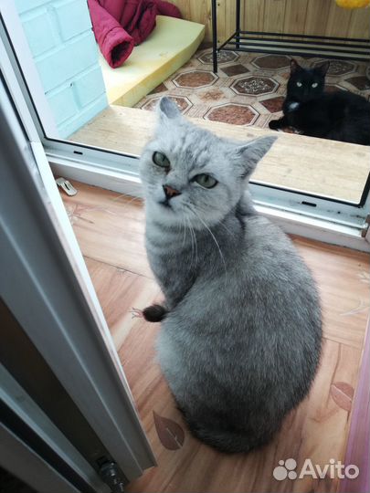 Кошечка