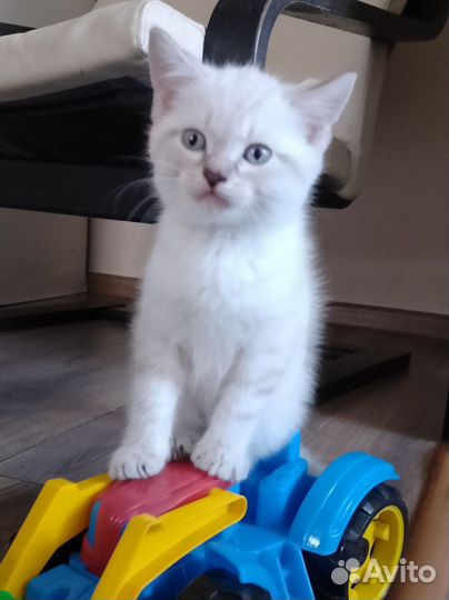 Крохи котики шотландцы