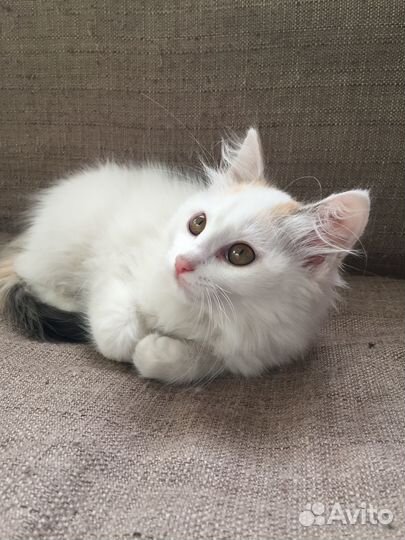 Котенок