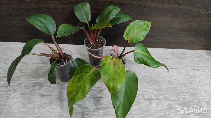 Филодендроны