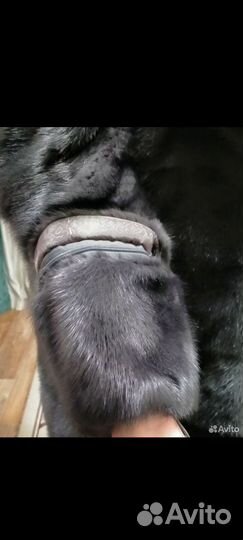 Шуба норковая трансформер автоледи графит