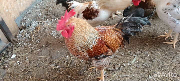 Молодые петушки