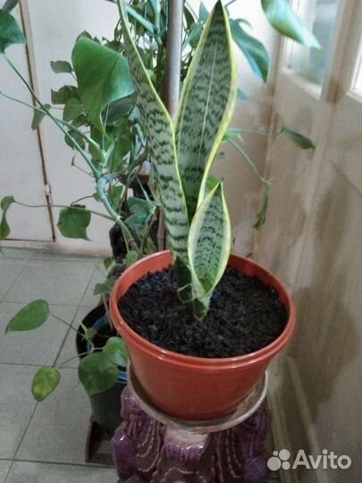 Сансевиерия с жёлтой полосой