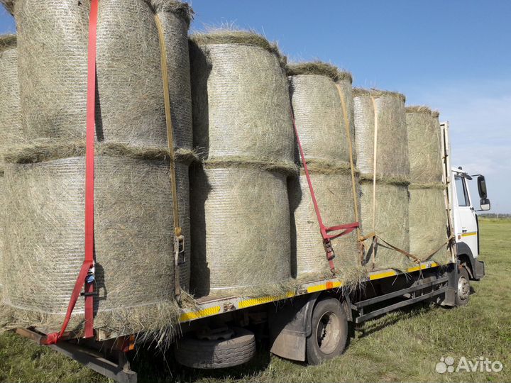 Сено.кострец- 2024